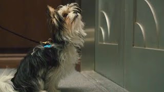 A Dogs Purpose 2017  I Need to Rest Scene 510  Movieclips [upl. by Sorel657]