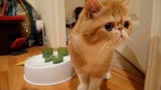 BRINGING HOME OUR EXOTIC SHORTHAIR KITTEN  SVEN AND ROBBIE [upl. by Clemen]