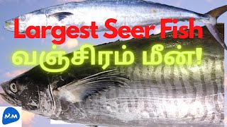 Health Benefits of King Fish  Largest Seer Fish  Vanjaram Fish  Tamil  Master Mano  MM  V147 [upl. by Malin]