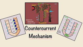 Countercurrent Mechanism  Loop of Henle  Concentration of urine  Renal Physiology [upl. by Atekram]