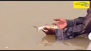 গঙ্গা নয় এবারে আপনাদের পাতে পুকুরের ইলিশ কি ভাবে সম্ভব দেখে নিন ভিডিও  HILSA IN POND [upl. by Austreng]