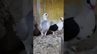 Franconian pigeons breeder pair [upl. by Noxaj]