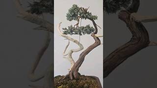 Quick plucking session on a juniperus squamata🌲 bonsai fyp fy schweiz switzerland [upl. by Franni]