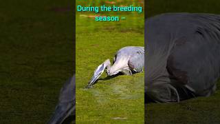 Grey Heron 🦩Ardea cinerea Call 🤙shorts ytshorts birds [upl. by Gae928]