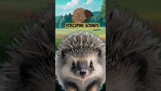 Porcupine Noises shorts  Porcupine Sounds [upl. by Richter]