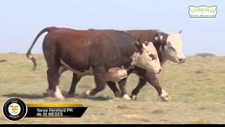 LOTE 1  TOROS HEREFORD DON ELOY [upl. by Shaina]