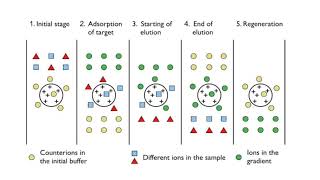 Ion Exchange Chromatography by Dr A R Balap Y Kulkarni S Lashkare O Lokhande [upl. by Mundford]