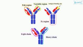 fragment antigen binding region English  Medical terminology for medical students [upl. by Valda]