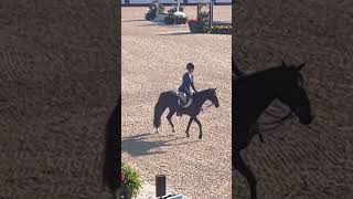 ears equitation equestriansport equestrian equestrianshow horsegirl equinelove wec [upl. by Eniamsaj704]