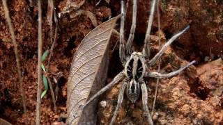 Llycosa sp  Lycosidae  Wolf Spider  Aranha Lobo [upl. by Delia]