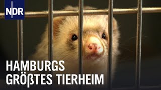 Süderstraße Volle Hütte in Hamburgs größtem Tierheim  Die Nordreportage  NDR Doku [upl. by Kcirevam721]