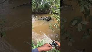 rning River Fishing Catching Big Fish in a Small Stream Adventure [upl. by Leihcey]