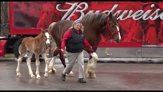 Behindthescenes look at the home of the Budweiser Clydesdales [upl. by Aicelaf946]