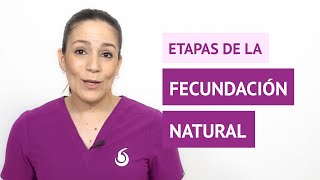 ¿Cuáles son las etapas de la fecundación natural [upl. by Hortense691]