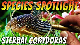 Discover the Enchanting Sterbai Corydoras A MustHave for any Aquarium [upl. by Gearalt]