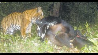 Tiger Attacking Buffalo in Wayanad Caught on Camera  Exclusive Footage  Manorama Online [upl. by Spiros64]