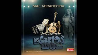 LOS GALLITOS DEL SUR  MAL AGRADECIDA [upl. by Werner]