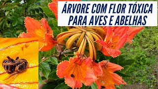 Árvore com flores tóxicas para Aves Abelhas e outros insetos  Espatódea  Spatthodea campanulat🥀 [upl. by Anahoj]