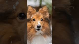 5 Amazing Facts About Shetland Sheepdogs 2024 11 09 [upl. by Aneekas]