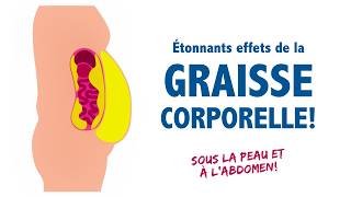 DÉTONNANTS effets de la graisse corporelle à connaître sous la peau ou à labdomen [upl. by Aronid]