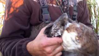 Widgeon Duck and Gadwall Duck Hunt [upl. by Jana]