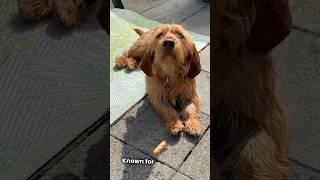 🐾Meet the Basset Fauve de Bretagne on AZ Dogs breeds hound doglover dog friends love breed [upl. by Hsaka]