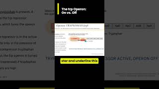 The tryptophan trp operon On vs Off Walkthrough [upl. by Market]