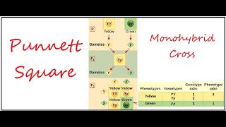 Laws of Inheritance  Punnett Squares  Concepts of Biology Chapter 82 English Reading Only [upl. by Noived]