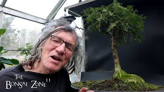 Pruning My Witches Tree The Bonsai Zone Nov 2024 [upl. by Nytnerb]