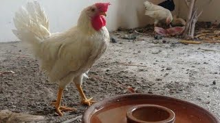 White Leghorn Chickens 🐓 [upl. by Yarled258]