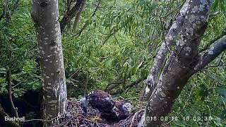 Buzzard chicks [upl. by Key]