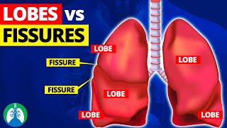 Lung Lobes and Fissures EXPLAINED 🫁 [upl. by Hanser]