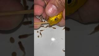 yellow cichlid fish gives birth to a lot of baby fish 😍💪👍🙏 fish dolphin fishvideo [upl. by Ateuqal]