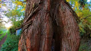 Der Baum aus der quotUrweltquot Metasequoia Glyptostroboides [upl. by Audrit]