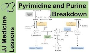 Purine and Pyrimidine Catabolism Pathway  Nucleotide Breakdown  Biochemistry Lesson [upl. by Norah]