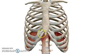 The Diaphragm 3D  Dr Ahmed Farid [upl. by Eicyac91]