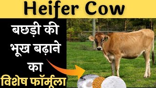 Heifer Cow बछड़ी की भूख बढ़ाने का विशेष फॉर्मूला cow ki bhukh kaise badhaye [upl. by Mozes]