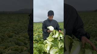 Dont call it Chinese cabbage this is our fine yellowheart baby cabbage grown in the open air [upl. by Tala]