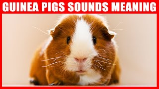 Guinea Pig Sounds and What They Mean [upl. by Zeni]