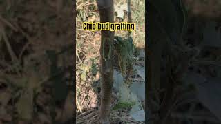 Chip bud grafting on g969 rootstock [upl. by Sahc]