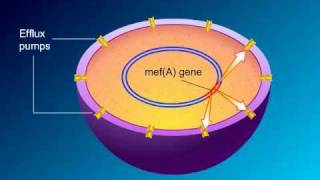 Macrolides Mechanisms of Action and Resistance [upl. by Canica]