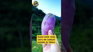 SANGAT LANGKA inilah buah akebia quinata yang sangat unik akebiaquinata akebi buah buahbuahan [upl. by Hirai]