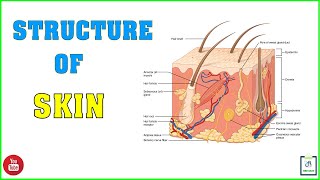 Skin Structure  Layers of Skin [upl. by Nilram]