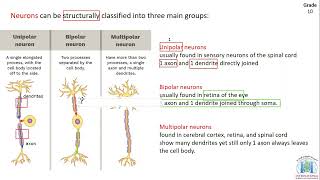 Nervous CommunicationLecture1bGrade10 [upl. by Annwahs665]
