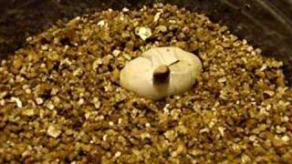 Snake Egg Hatching [upl. by Cyprio]