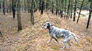 quail hunting in greenwood state forest nj 004 [upl. by Hselin]