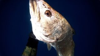 Spearfishing  Mulloway Misadventures 2 [upl. by Mastrianni857]