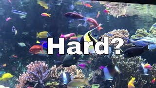 Keeping a Saltwater Aquarium is EASY [upl. by Havelock826]