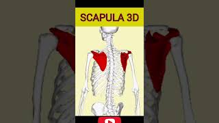 Scapula 3D anatomy scapula [upl. by Cheyney706]