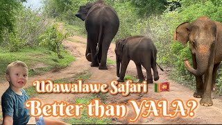 Safari in Udawalawe better than Yala Watch elephants and wildlife in Sri Lanka [upl. by Nyrret]